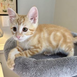 Atom Tabby Cat