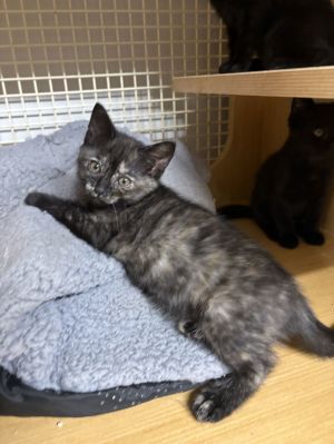 Yuki (th), Baby Female Domestic Short Hair