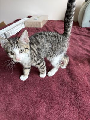 Pesky (th), Baby Male Domestic Short Hair