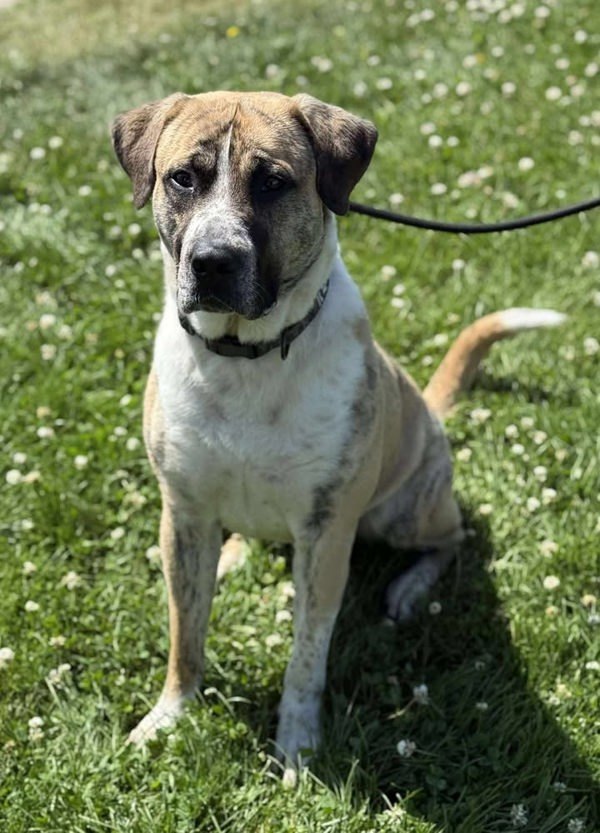 Oaks, an adoptable Saint Bernard, Mastiff in Keswick, ON, L4P 3G1 | Photo Image 1