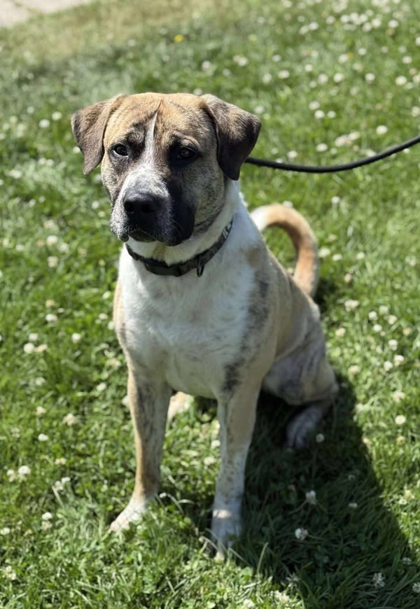 Oaks, an adoptable Saint Bernard, Mastiff in Keswick, ON, L4P 3G1 | Photo Image 2