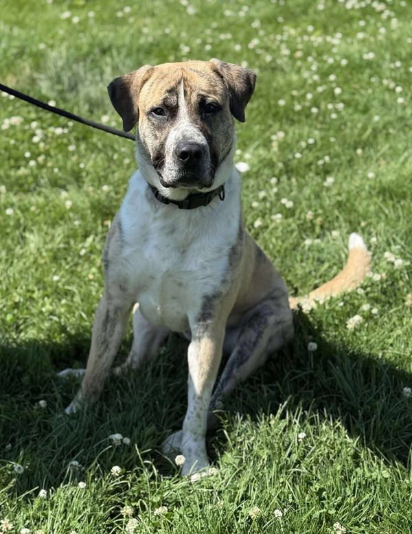Oaks, an adoptable Saint Bernard, Mastiff in Keswick, ON, L4P 3G1 | Photo Image 3
