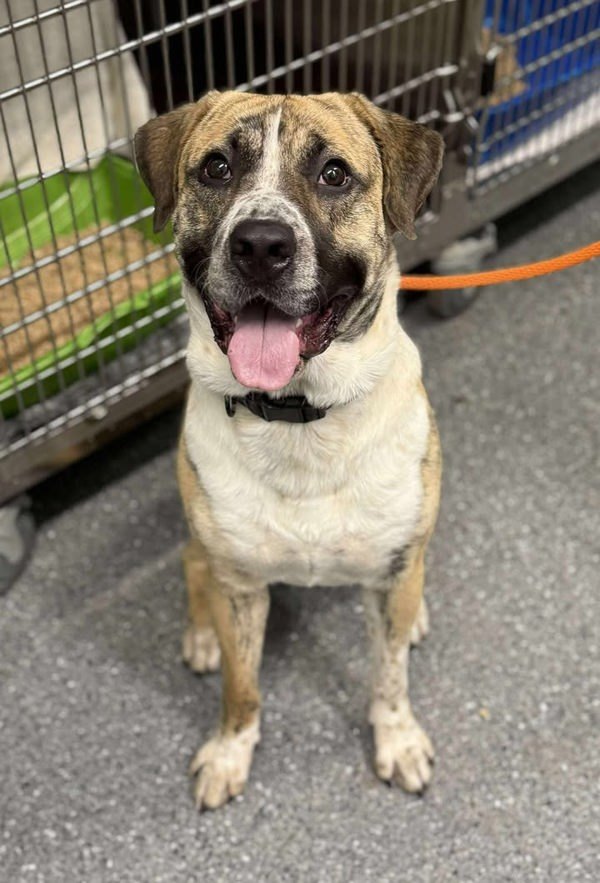 Oaks, an adoptable Saint Bernard, Mastiff in Keswick, ON, L4P 3G1 | Photo Image 4