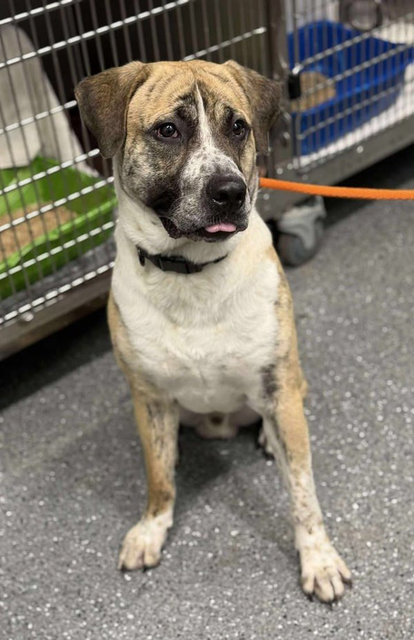 Oaks, an adoptable Saint Bernard, Mastiff in Keswick, ON, L4P 3G1 | Photo Image 5