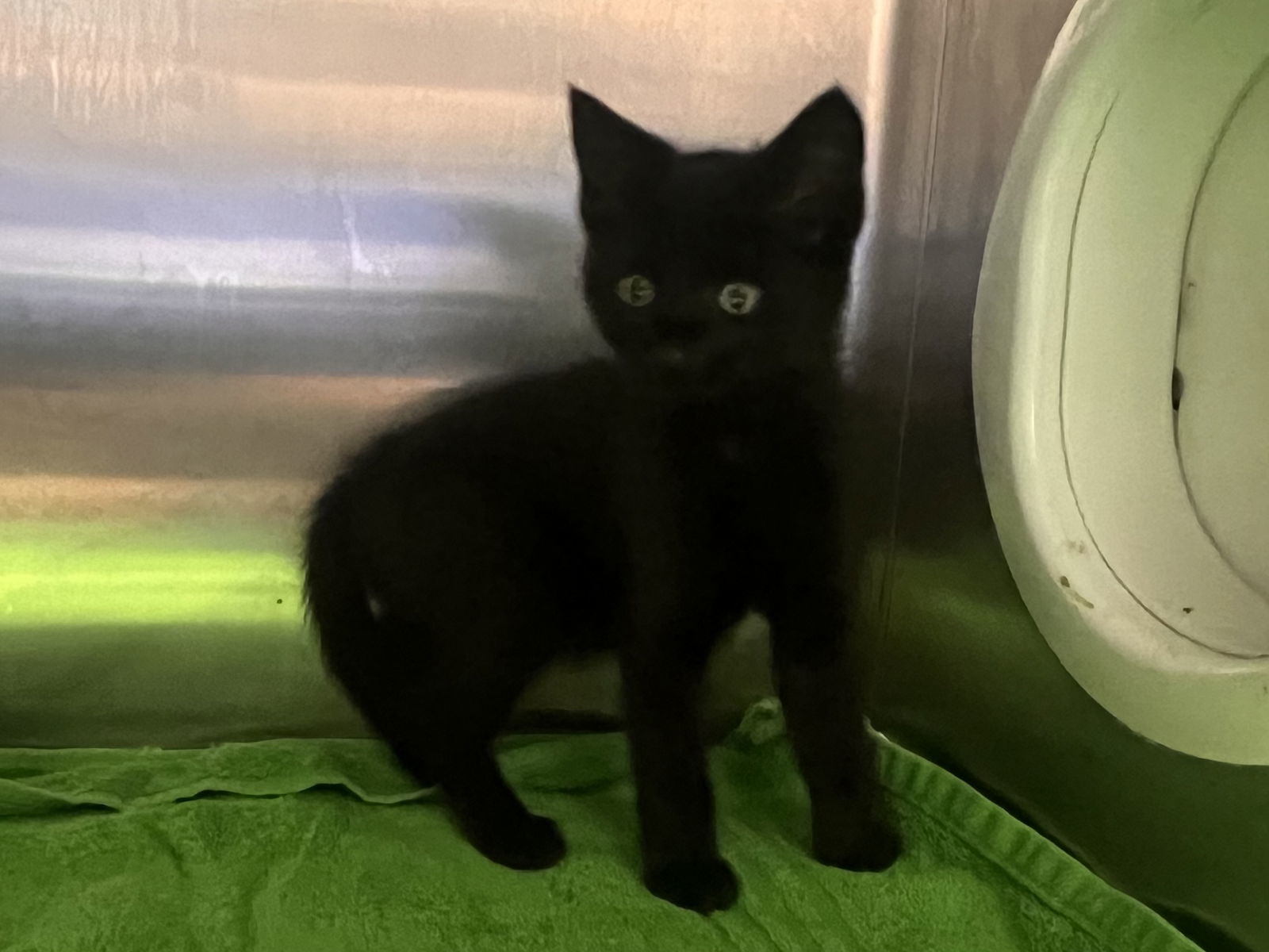 Micah (PS)