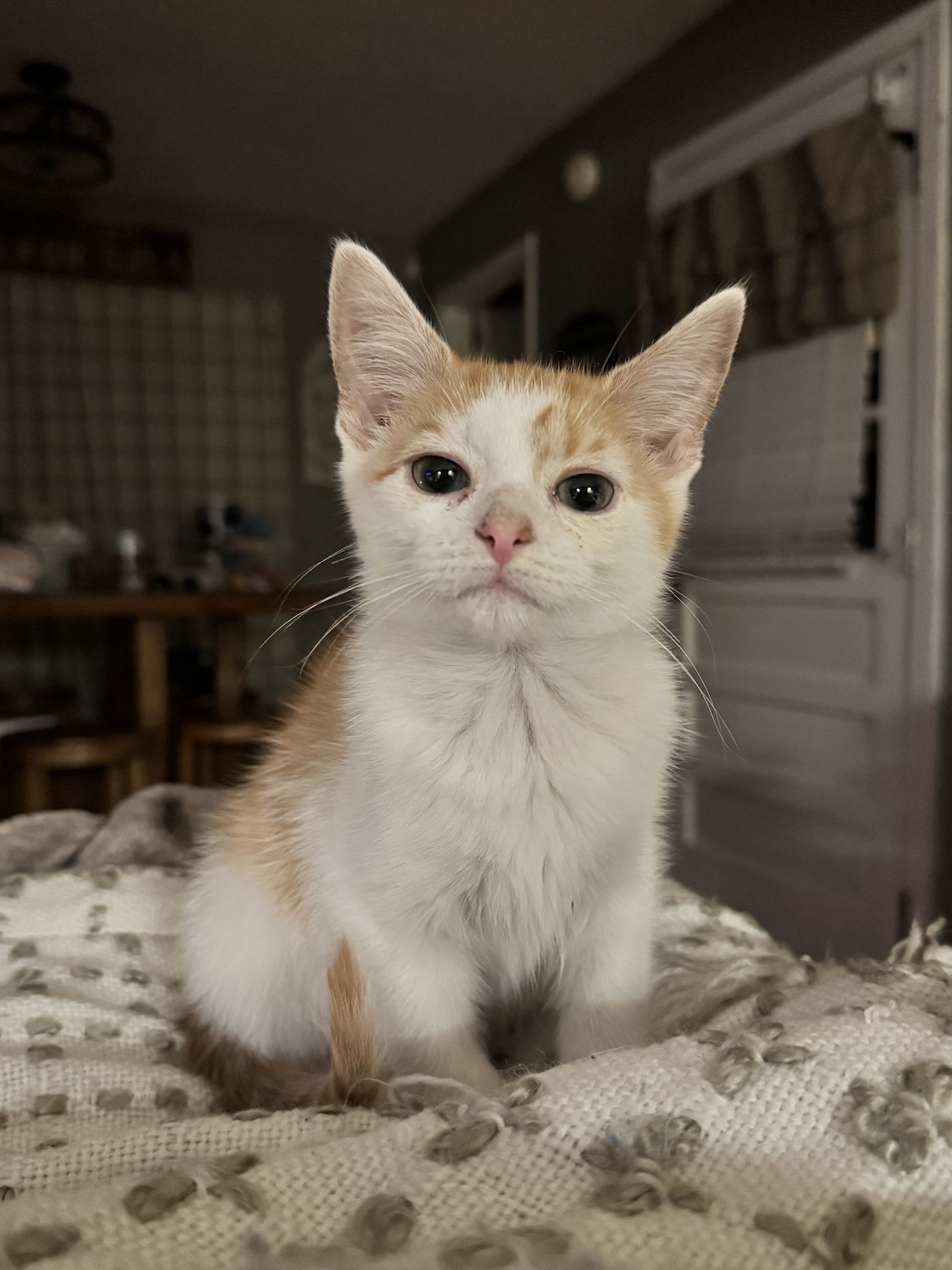 Remy
