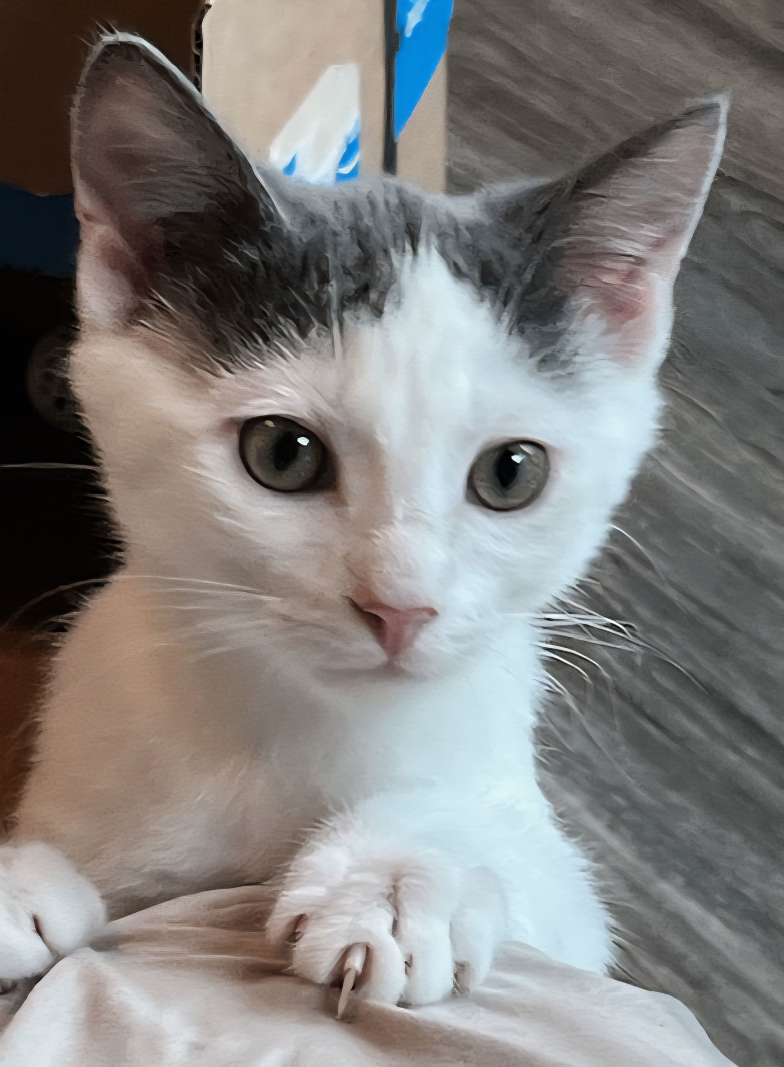 KITTEN LONE RANGER