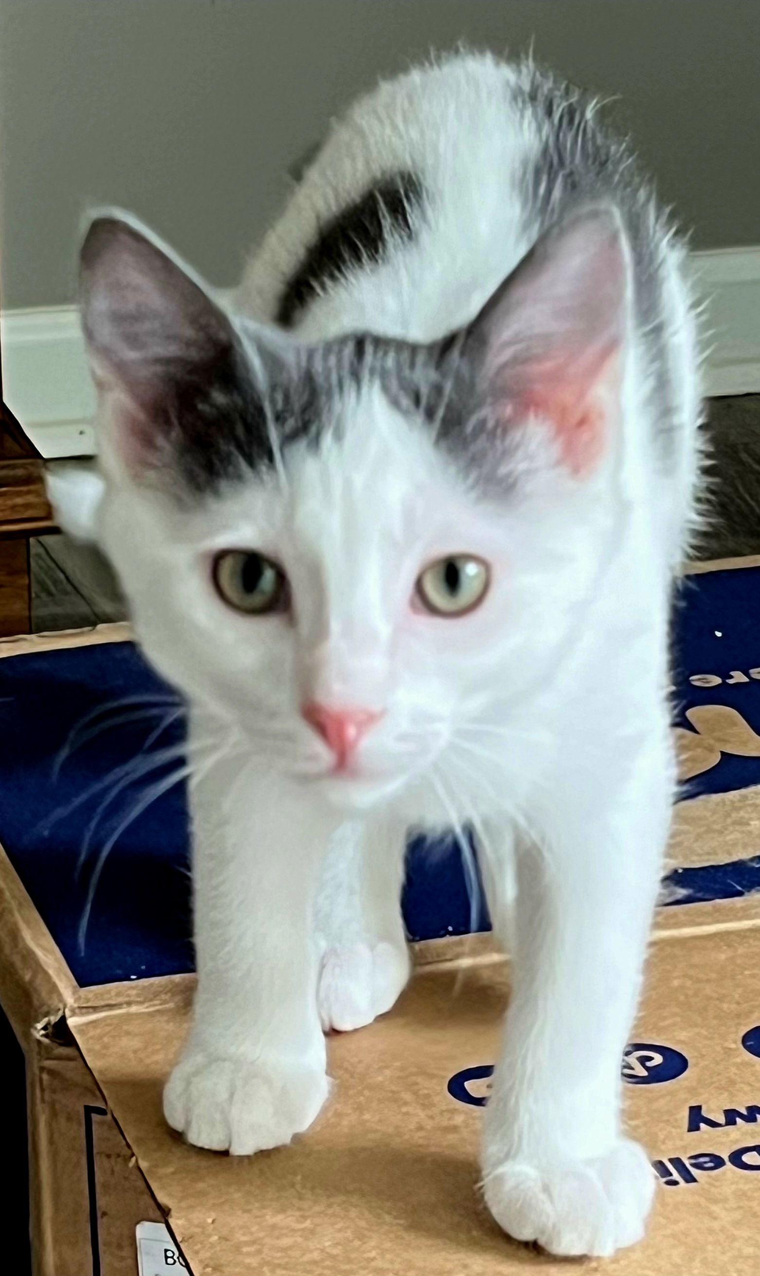 KITTEN LONE RANGER