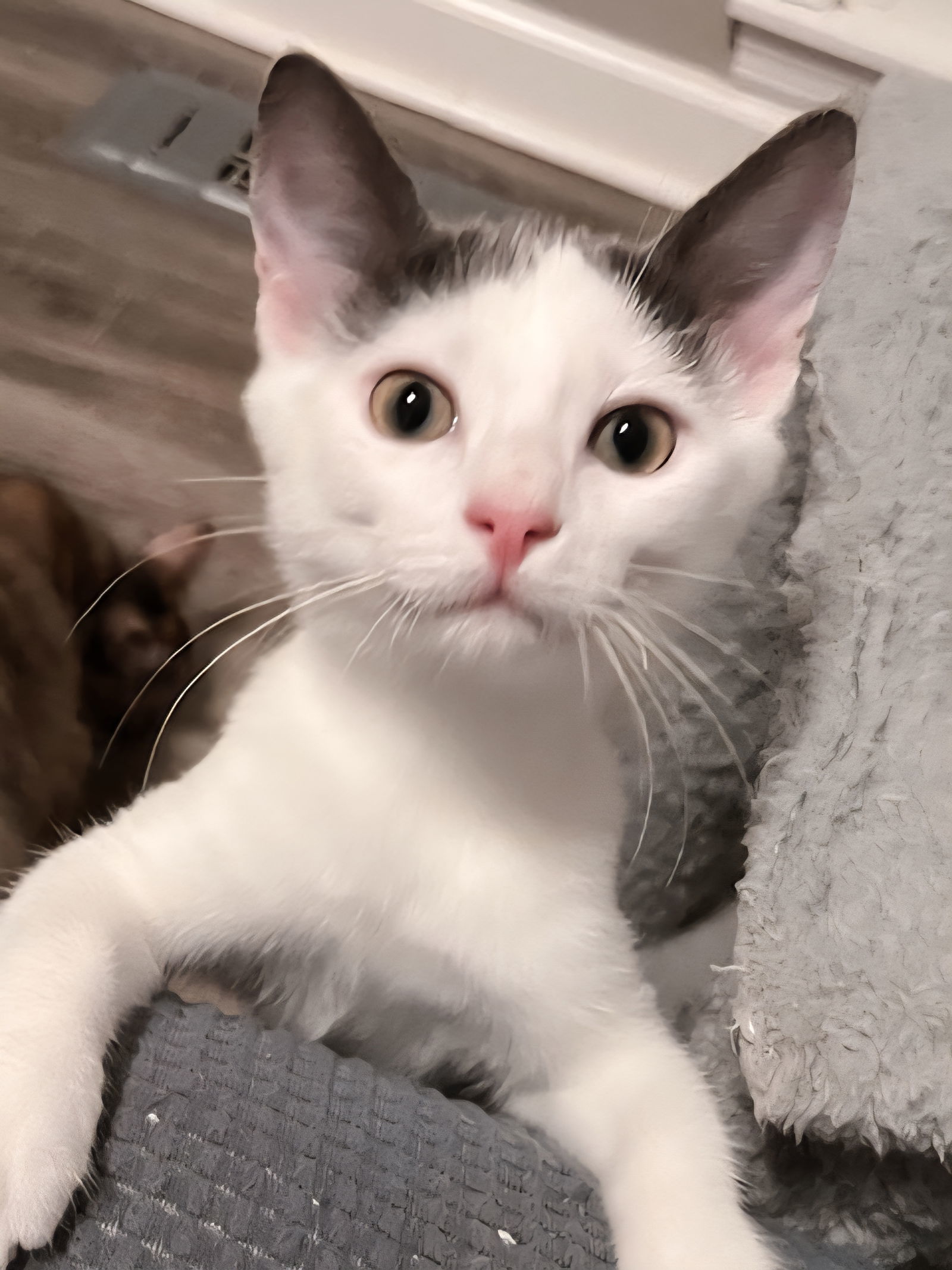 KITTEN LONE RANGER