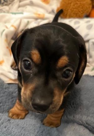 Puppy Poppy - Las Vegas Dachshund Dog