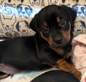 Puppy Blaze - Las Vegas Dachshund Dog