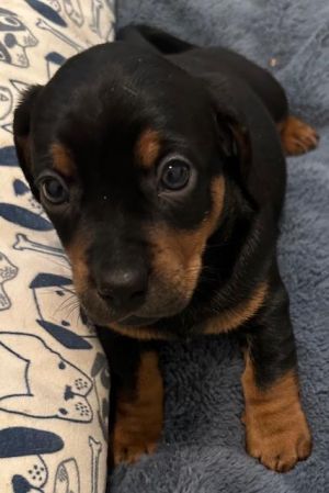 Puppy Violet - Las Vegas Dachshund Dog