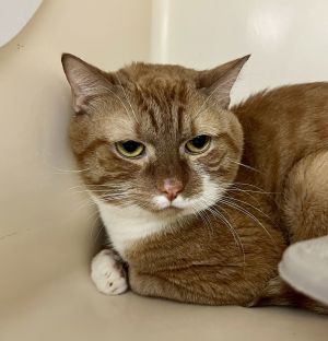 Cleo RM, Adult Female Domestic Short Hair