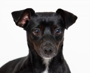 Primary Color Blackwhite Weight 135lbs Age 3yrs 0mths 0wks Animal has been Spayed