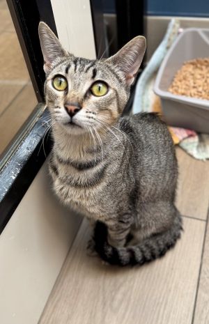 Primary Color Brown Tabby Weight 10lbs Age 1yrs 0mths 0wks Animal has been Neutered