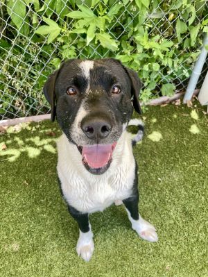 Hank, Young Male Labrador Retriever