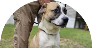 Bashful, Adult Male Labrador Retriever