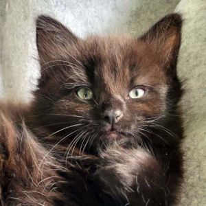 Tango, Adult Female unknown