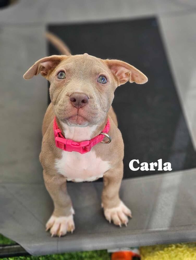 Carla