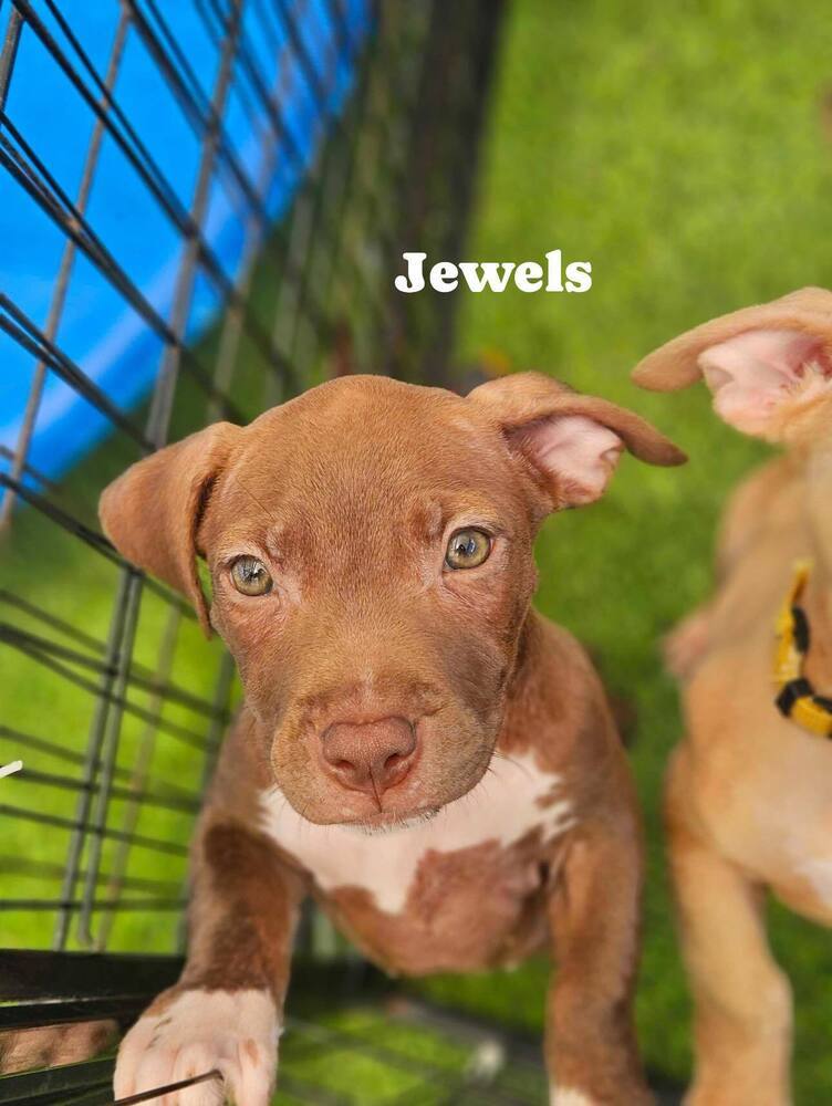 Jewels - myrtle