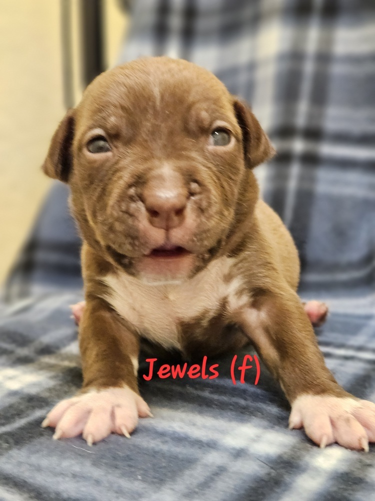 Jewels - myrtle