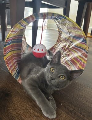 Szary (Bonded with Sterling), Baby Male Domestic Short Hair