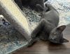 Szary (Bonded with Sterling) photo 3