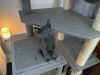 Szary (Bonded with Sterling) photo 4