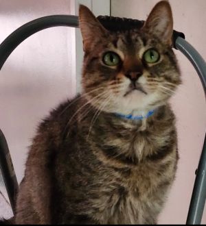 TIMMY, Adult Male Domestic Short Hair