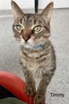 TIMMY photo 3