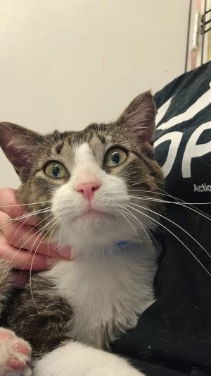 STEVE O, Adult Male Domestic Short Hair