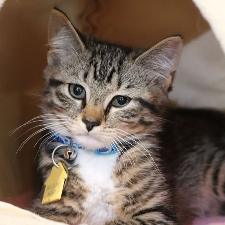 Cat for adoption - Bingus (), a Domestic Long Hair in Port Washington ...