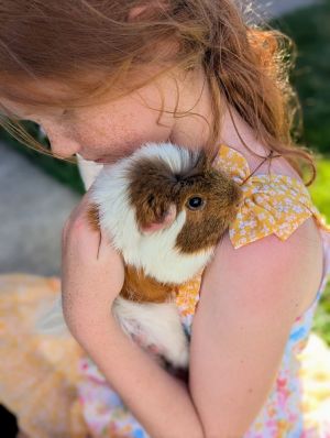 Lady Crumpets, Adult Female Guinea Pig