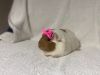 Lady Crumpets photo 2