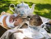 Lady Crumpets photo 3