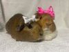 Lady Crumpets photo 5