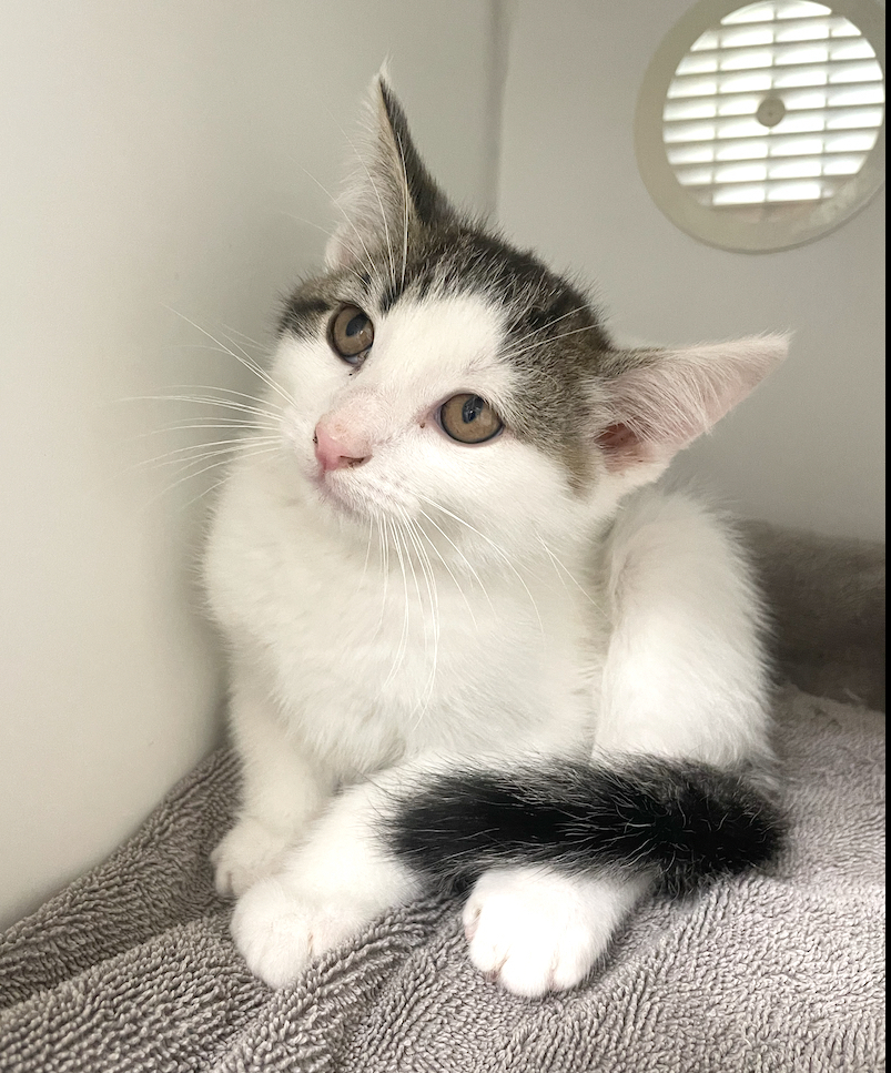Cook ~ Available at J&amp;K Mega Pet in Wabash, IN!!