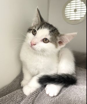 Cook ~ Available at J&amp;K Mega Pet in Wabash, IN!!, Baby Male Domestic Short Hair