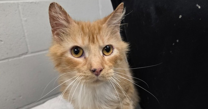 Bowie