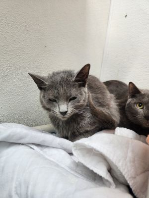 Brookshire, Adult Female Domestic Short Hair