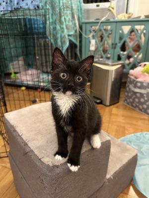 Dazed Domestic Short Hair Cat