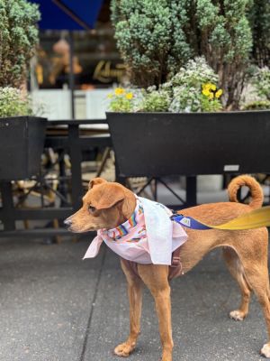 Meet Nelly Canela Eligible for Foster-to-Adopt Canela affectionately known as Nela or Nelly