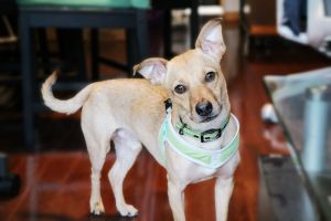 Leonardo Chihuahua Dog