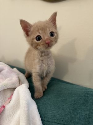 Confused Domestic Short Hair Cat