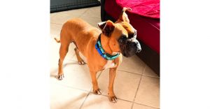 Orford, Adult Male Boxer