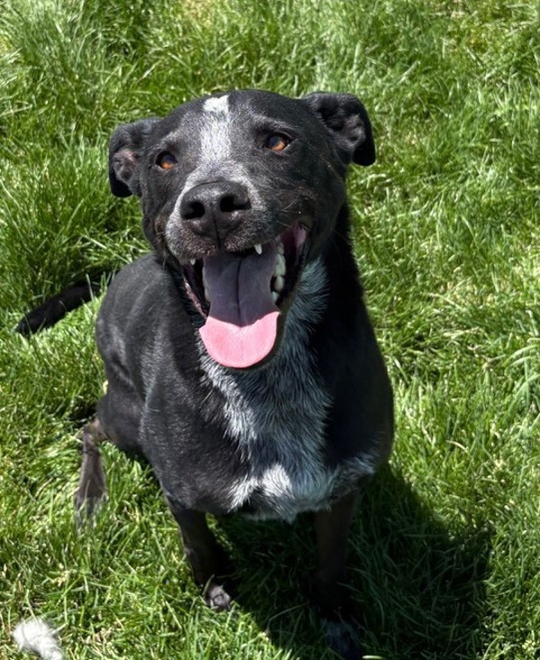 Tex 44413, an adoptable Labrador Retriever in Pocatello, ID, 83205 | Photo Image 1