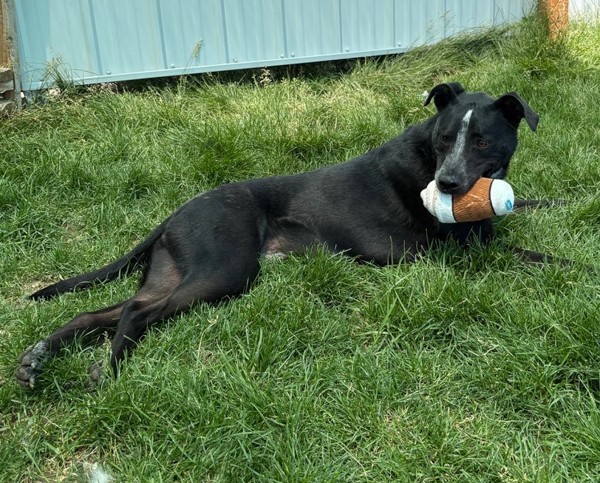 Tex 44413, an adoptable Labrador Retriever in Pocatello, ID, 83205 | Photo Image 2