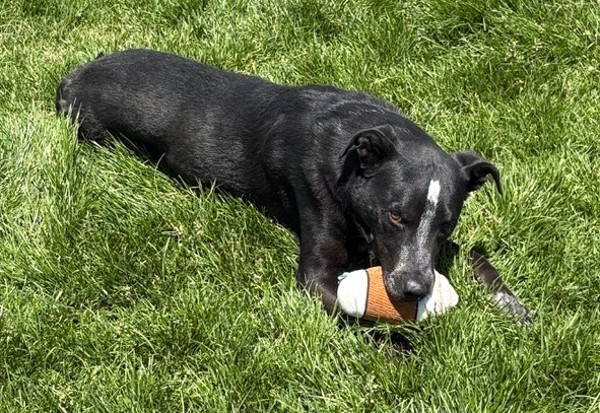 Tex 44413, an adoptable Labrador Retriever in Pocatello, ID, 83205 | Photo Image 3