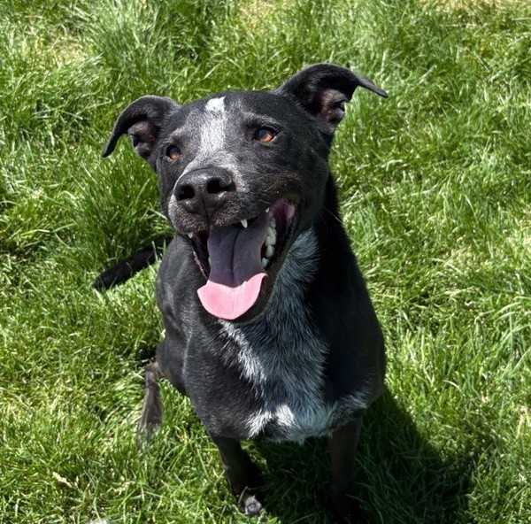 Tex 44413, an adoptable Labrador Retriever in Pocatello, ID, 83205 | Photo Image 4