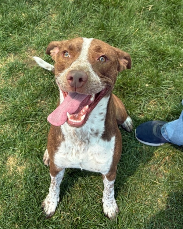Churro 44401, an adoptable Australian Cattle Dog / Blue Heeler in Pocatello, ID, 83205 | Photo Image 1
